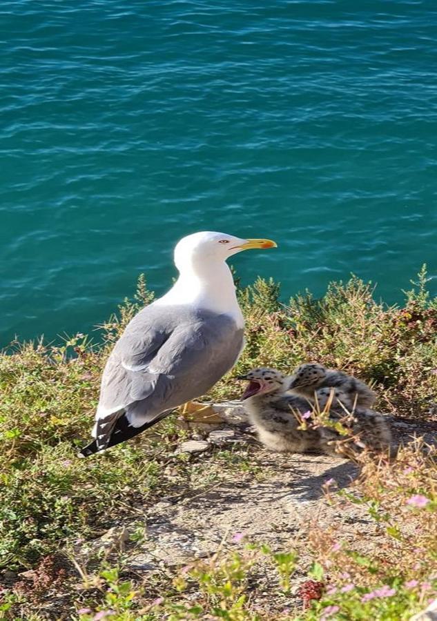 Coblanca 8-12º Daire Benidorm Dış mekan fotoğraf